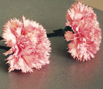 Carnation Apple Blossom — tissue culture Dianthus variety EU certified