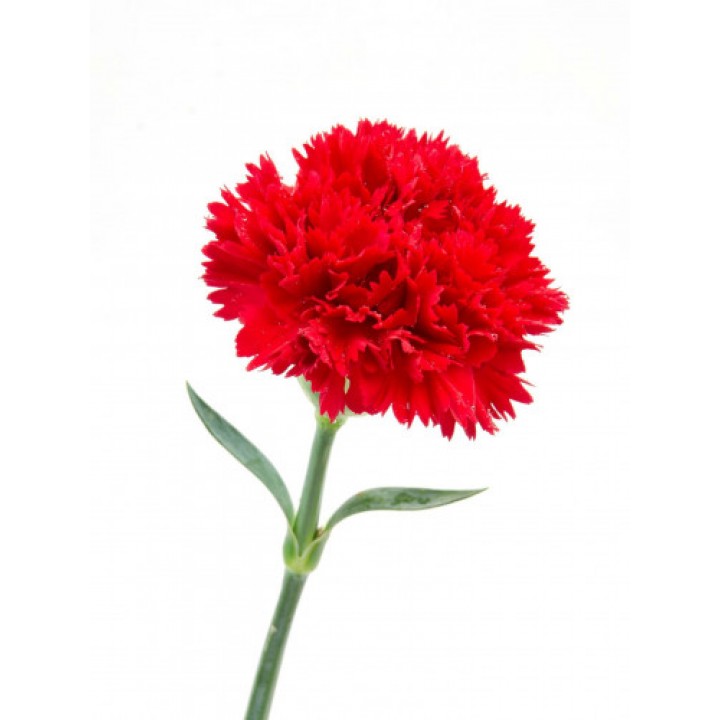 Carnation Cherry — red tissue culture Dianthus variety for cut flower production