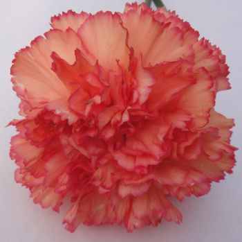 Carnation Dasu — tissue culture Dianthus variety commercial production