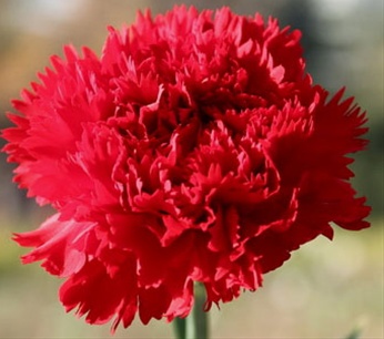 Carnation Domingo — tissue culture Dianthus variety for commercial growers