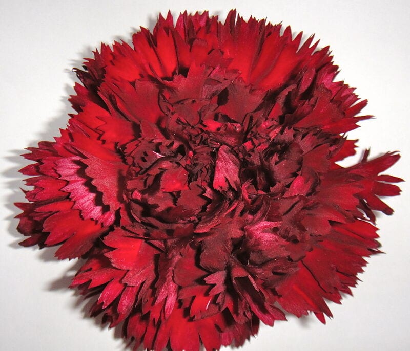 Carnation Fahi — tissue culture Dianthus variety in-vitro propagation
