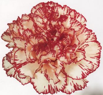 Carnation Jamaica — tissue culture Dianthus variety bulk order