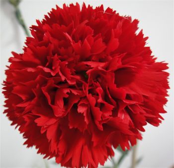 Carnation Leopard — spotted tissue culture Dianthus variety wholesale