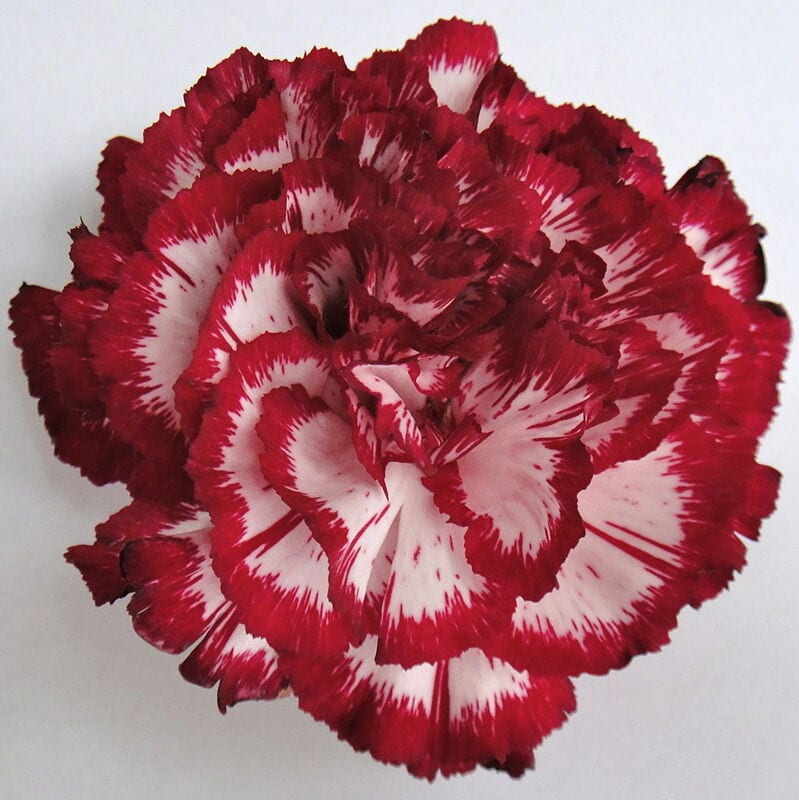 Carnation Nobless — premium tissue culture Dianthus variety wholesale