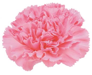 Carnation Pink — pink Dianthus tissue culture plants wholesale