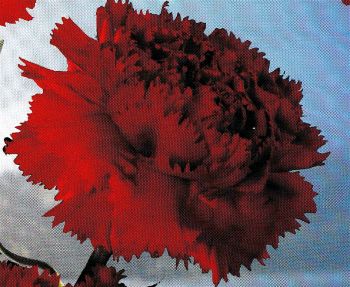 Carnation Reno — tissue culture Dianthus variety wholesale supplier