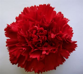 Carnation Super Turbo — high-yield tissue culture Dianthus in-vitro plantlets