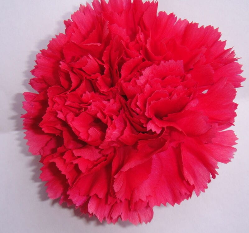 Carnation Tabor — virus-free tissue culture Dianthus plantlets