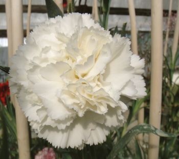 Carnation White — virus-free white Dianthus tissue culture plantlets