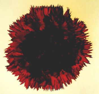 Carnation Zorro — tissue culture Dianthus variety cut flower production